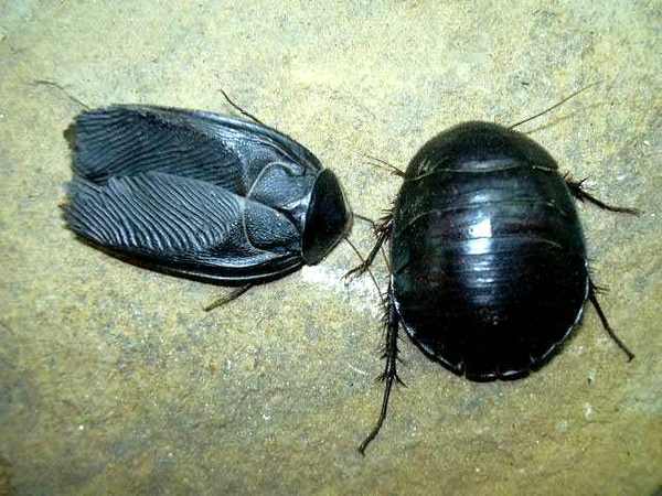 египетский таракан фото 